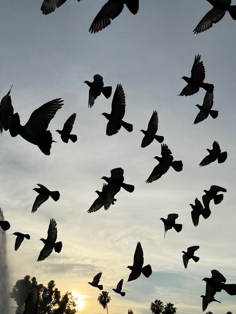 The Flock